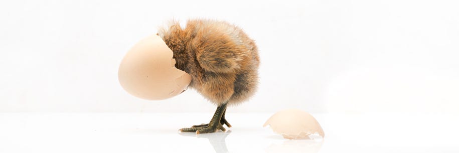 Chickens, Eggs, and the Circular Economy: DCM Magazine